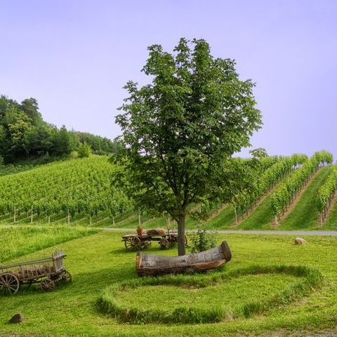 Traubenfeld